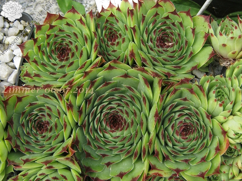 calcareum from Col de Gleize (Typ 1)
