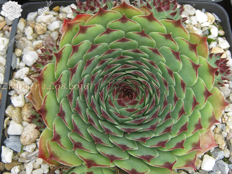 calcareum from Col de Gleize (Typ 1)