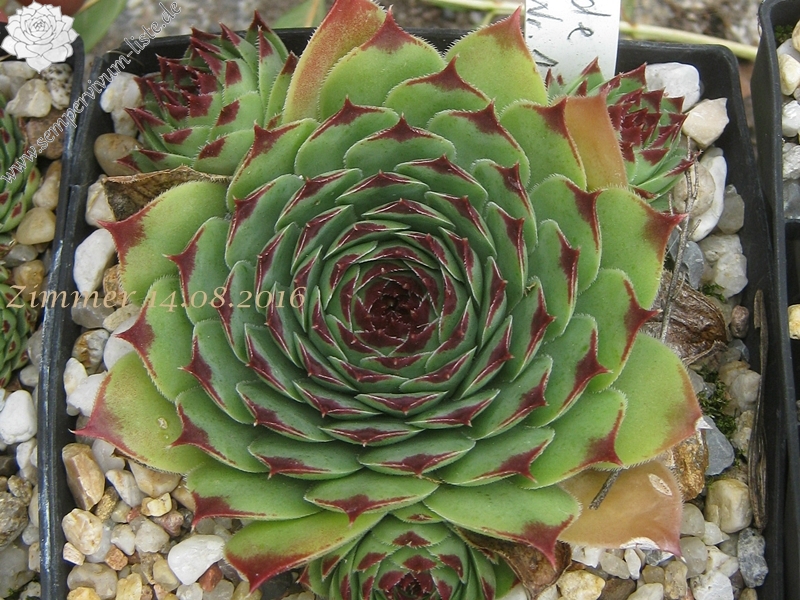 calcareum from Col de Gleize (Typ 1)