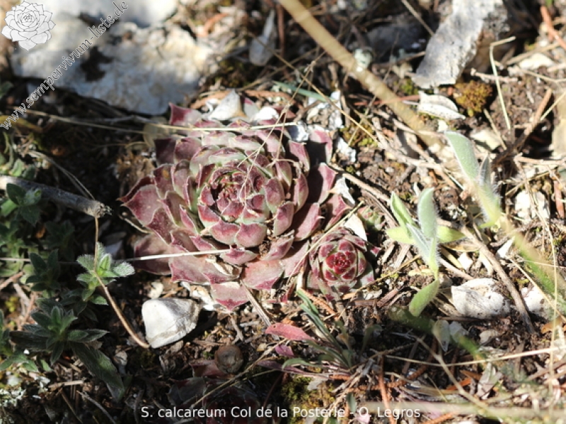 calcareum from Col de la Posterle
