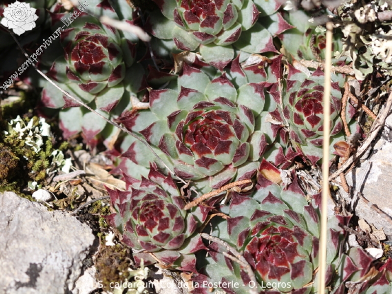 calcareum from Col de la Posterle