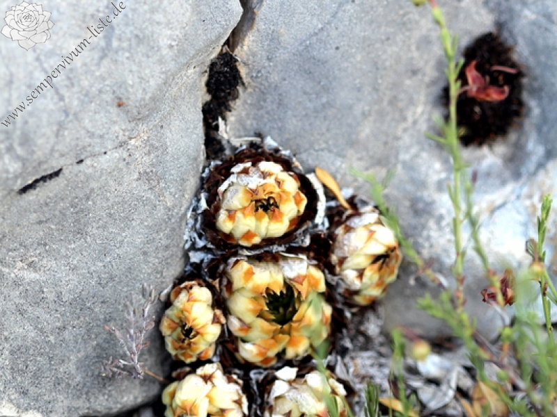 calcareum from Col de la Posterle