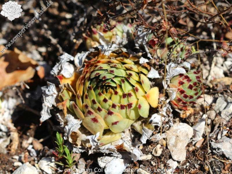 calcareum from Col de la Posterle