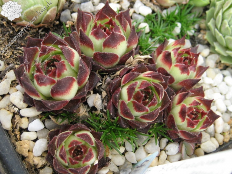 calcareum from Guillaumes