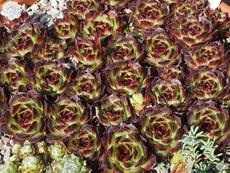 calcareum from Guillaumes