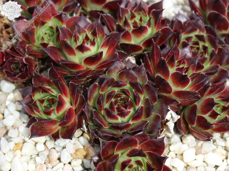 calcareum from Guillaumes