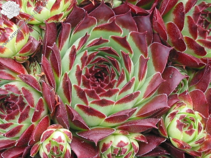 calcareum from Guillaumes