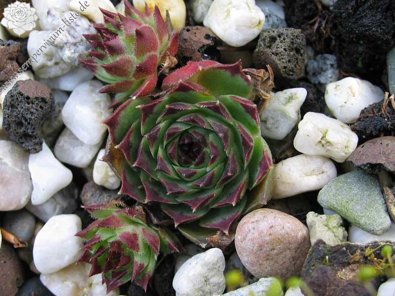 calcareum from Guillaumes