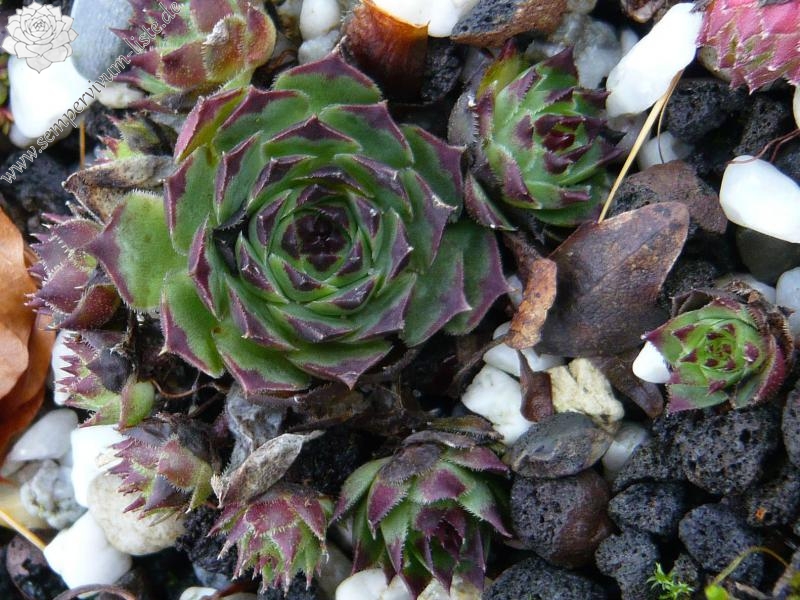 calcareum from Guillaumes