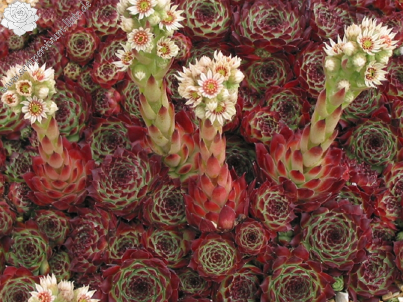 calcareum from Guillaumes