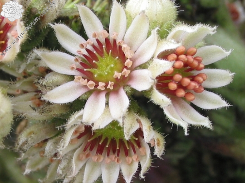 calcareum from Guillaumes