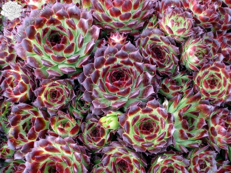 calcareum from Guillaumes