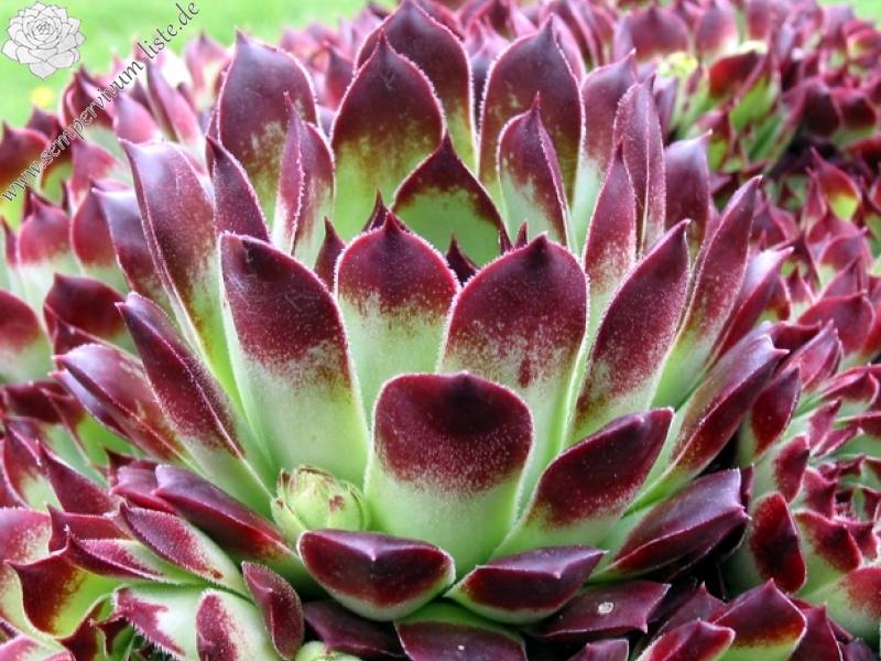 calcareum from Guillaumes