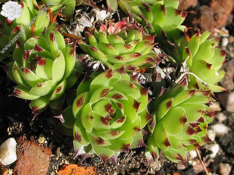 calcareum from La Sagne