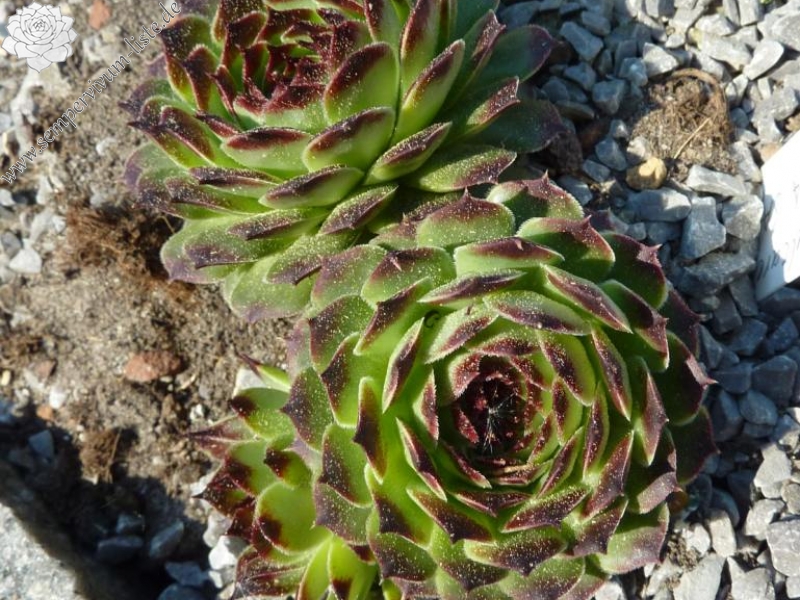 calcareum from La Sagne