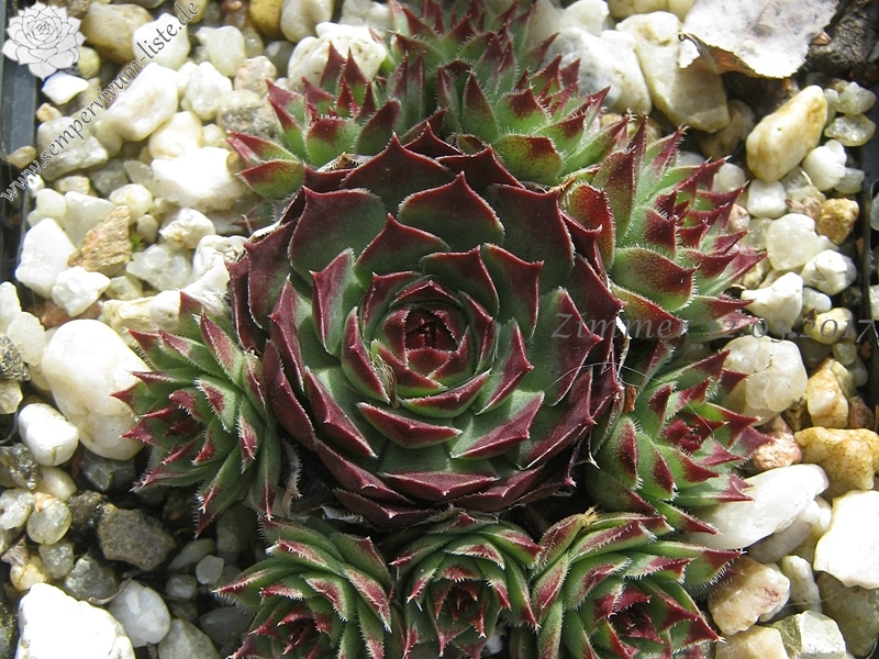 calcareum from La Sagne