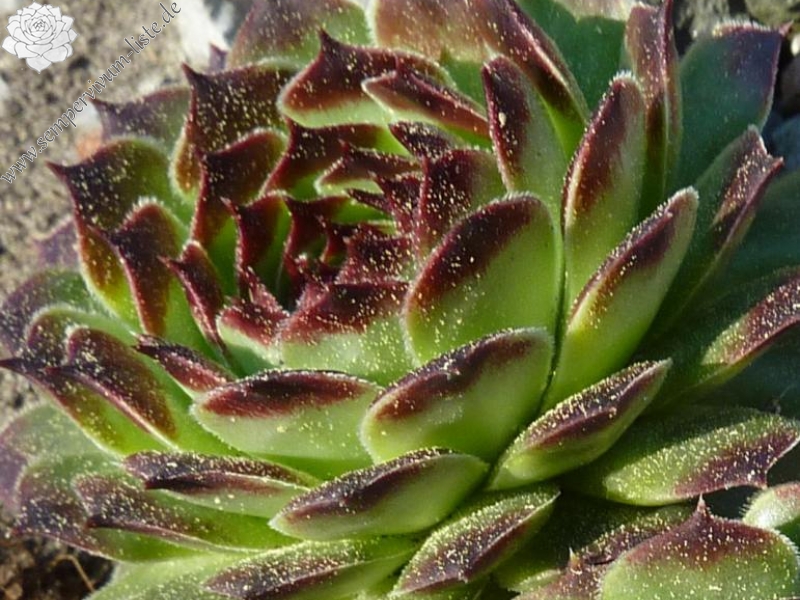 calcareum from La Sagne