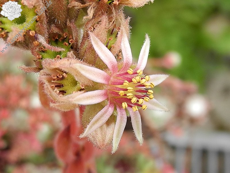 calcareum from La Sagne