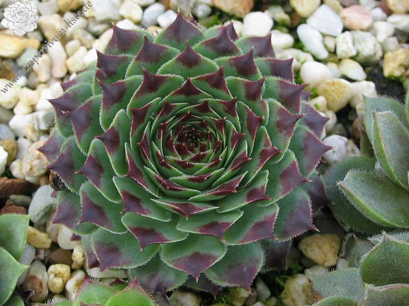 calcareum from La Sagne