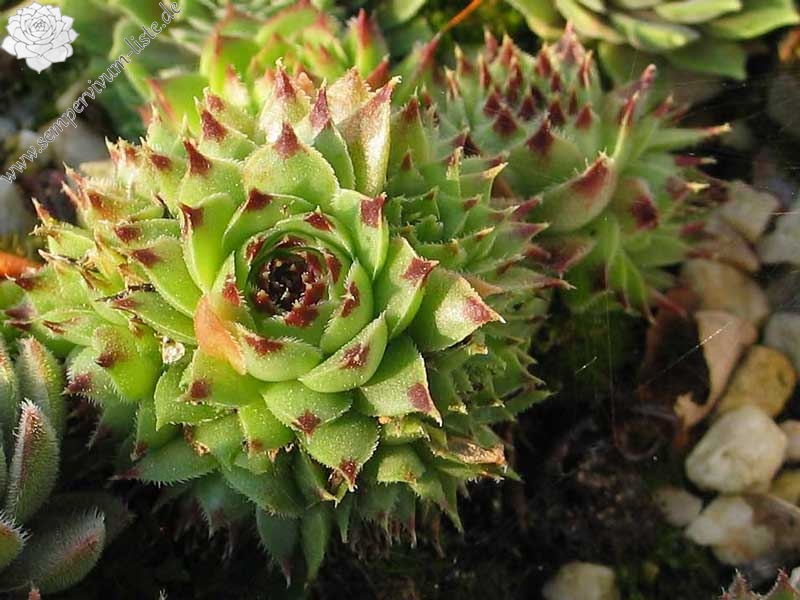 calcareum from La Sagne