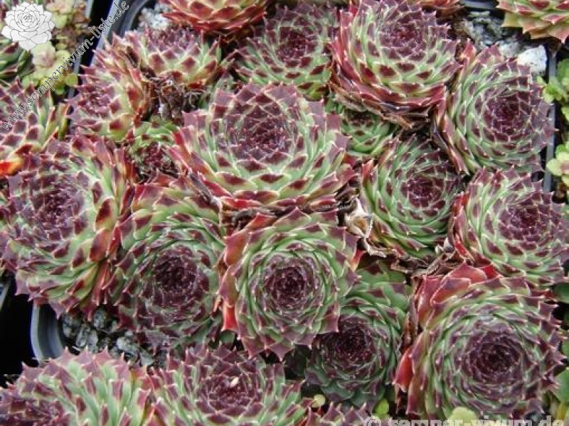 calcareum from La Sagne