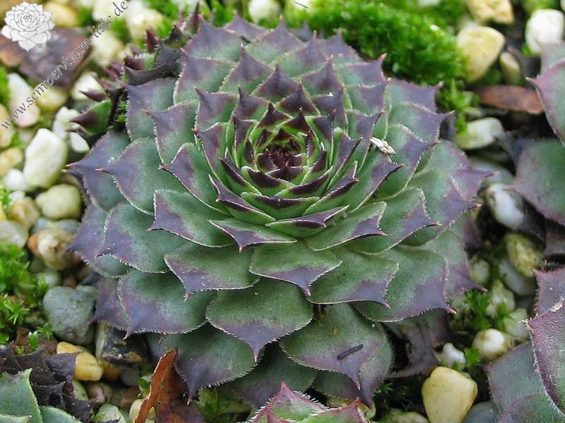 calcareum from La Sagne