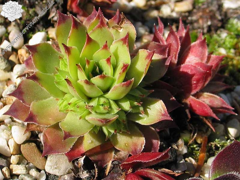 calcareum from La Vanoise