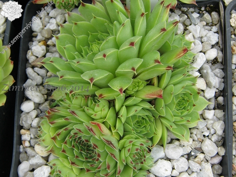 calcareum from La Vanoise