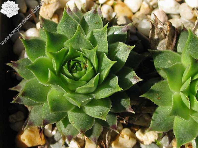 calcareum from La Vanoise
