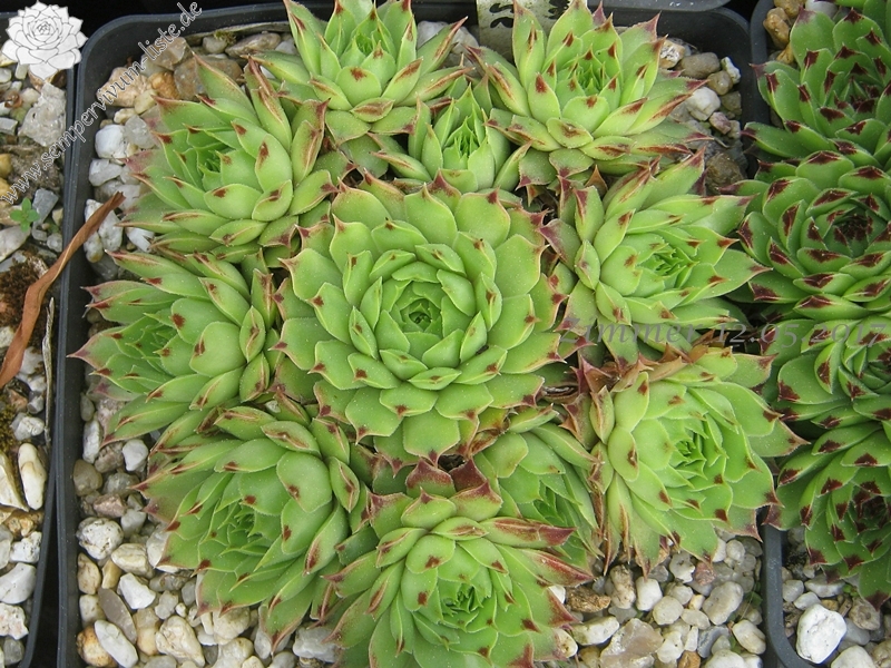 calcareum from La Vanoise