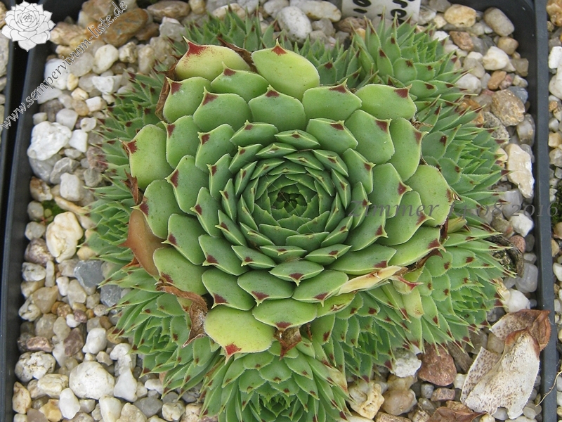calcareum from La Vanoise