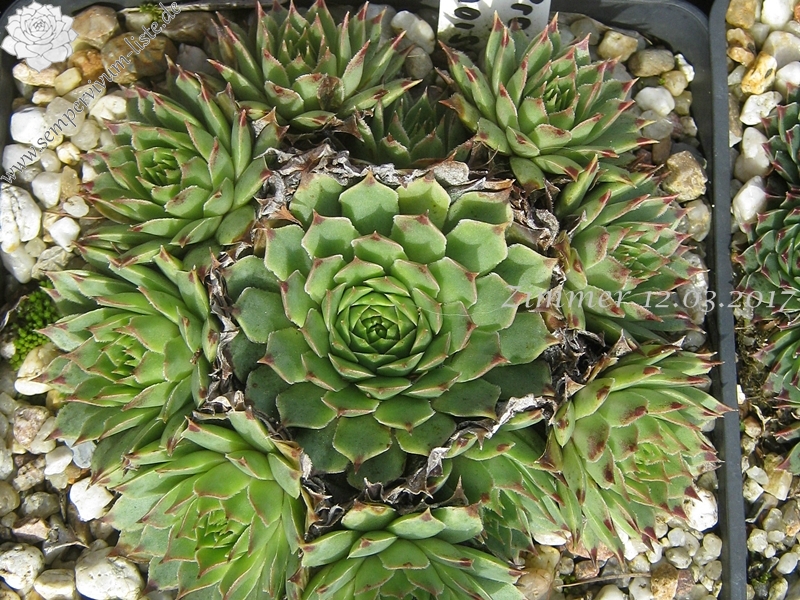 calcareum from La Vanoise