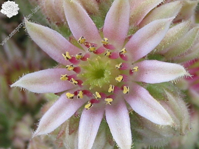 calcareum from Mont Ventoux