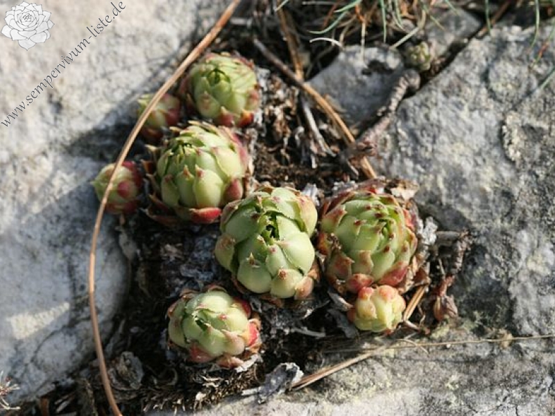 calcareum from Mont Ventoux