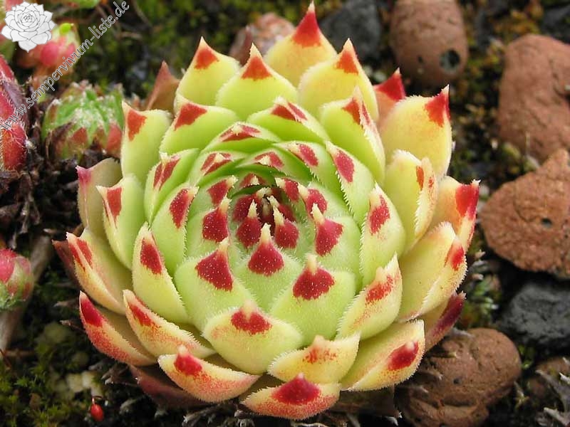 calcareum from Mont Ventoux
