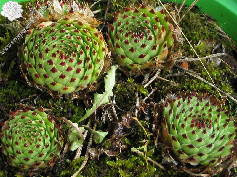 calcareum from Mont Ventoux
