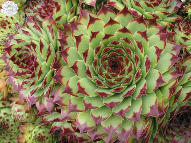 calcareum from Mont Ventoux