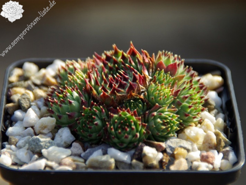 calcareum from Mont Ventoux