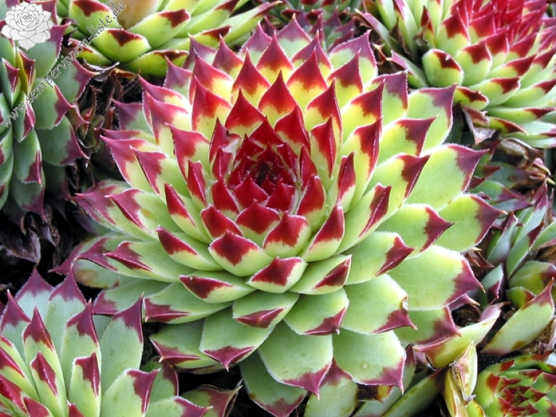 calcareum from Mont Ventoux