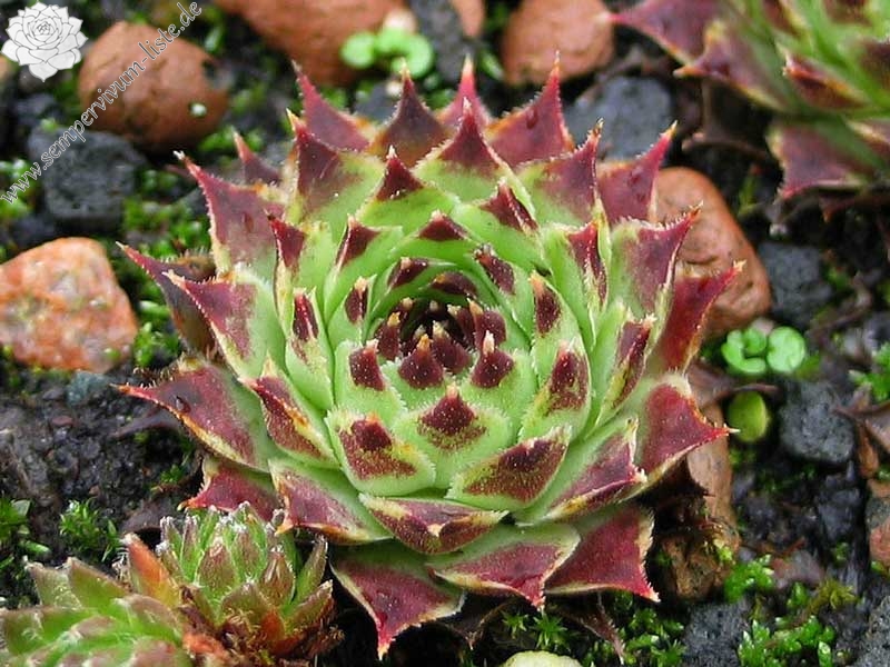 calcareum from Mont Ventoux
