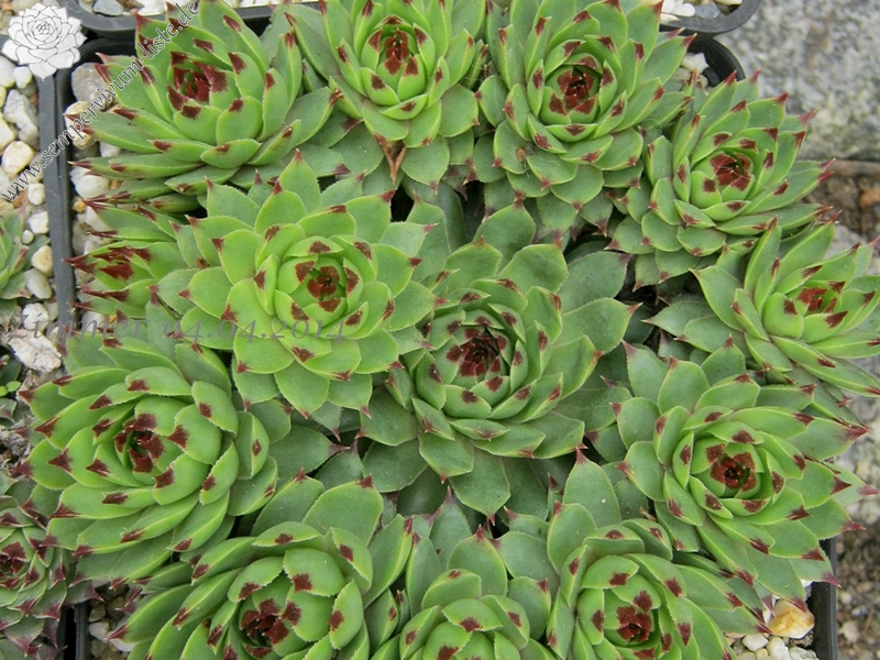 calcareum from Seealpen