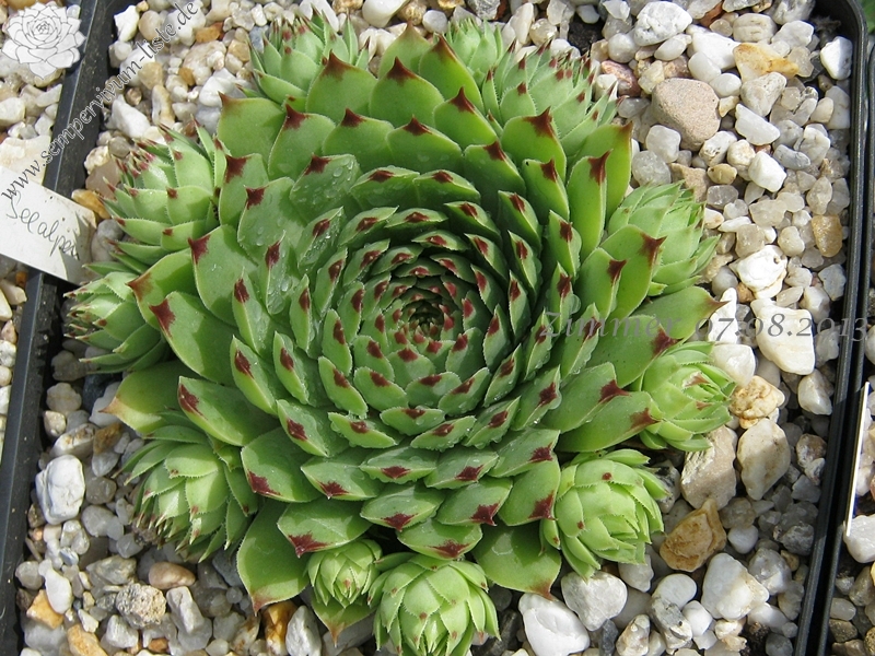 calcareum from Seealpen