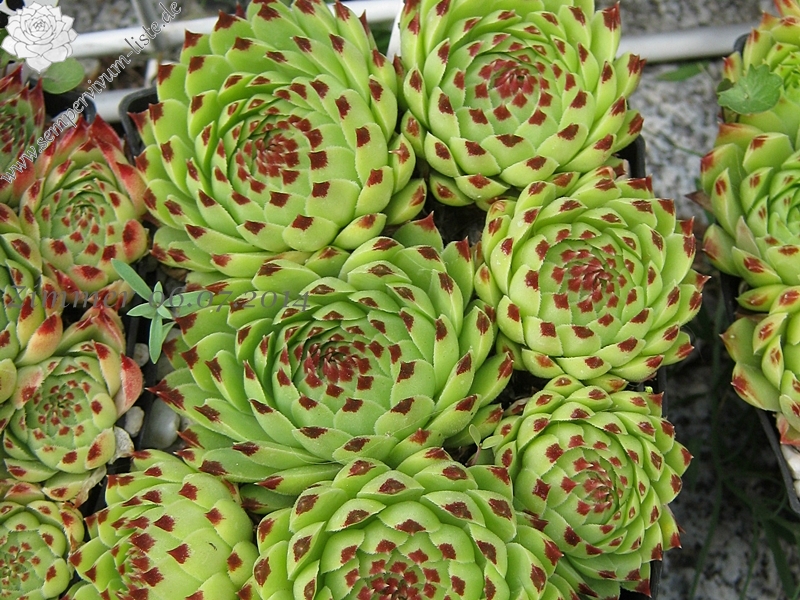 calcareum from Seealpen