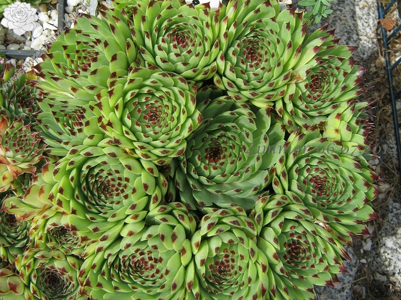 calcareum from Seealpen