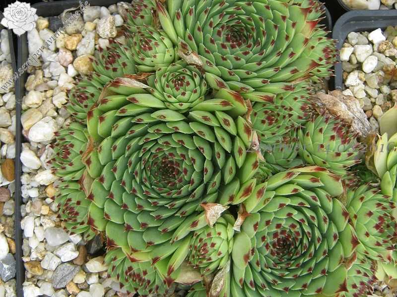 calcareum from Seealpen