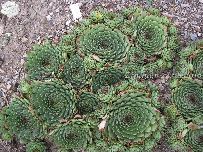 calcareum from Seealpen
