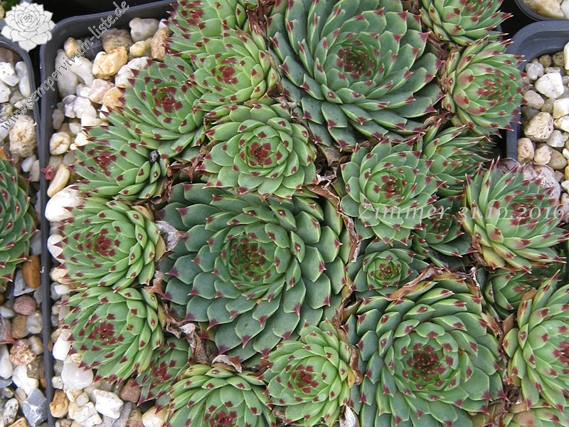 calcareum from Seealpen