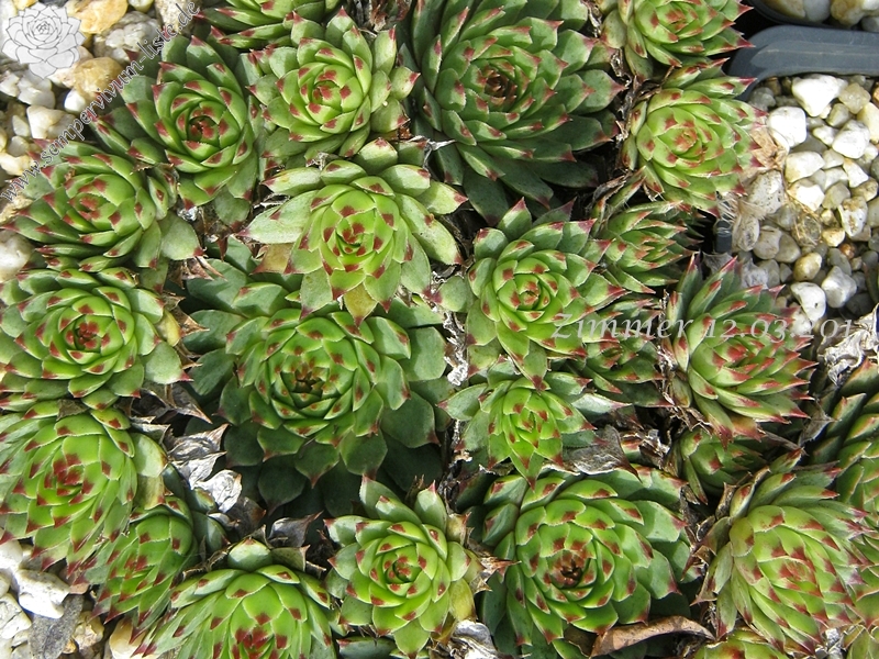 calcareum from Seealpen