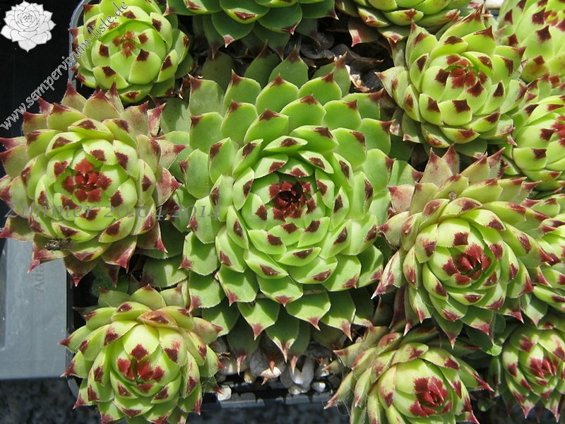 calcareum from Seealpen