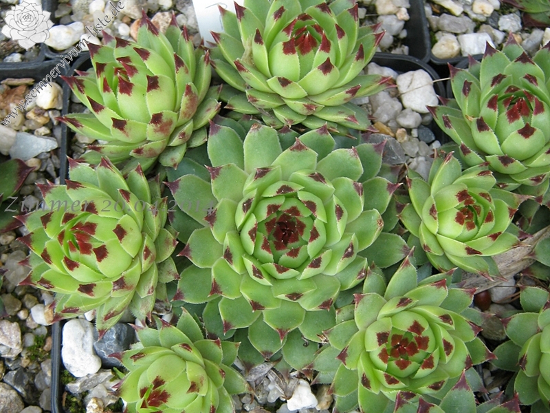 calcareum from Seealpen